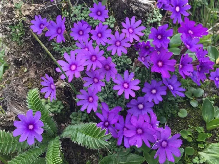 Snow-flowered primrose