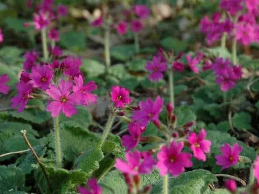 Kiso Primrose