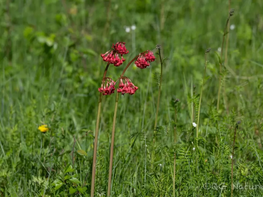 Primula maximowiczii
