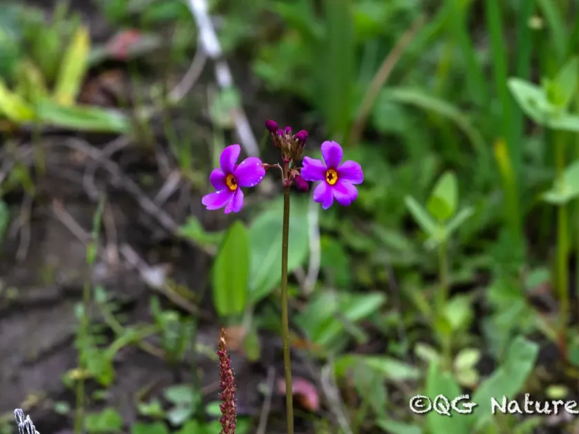 Primula poissonii