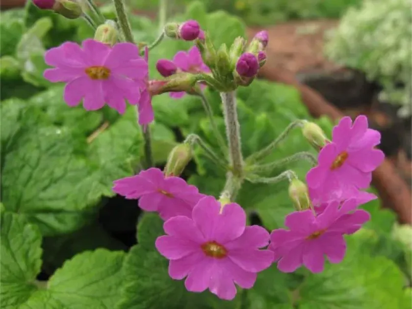 Primula polyneura