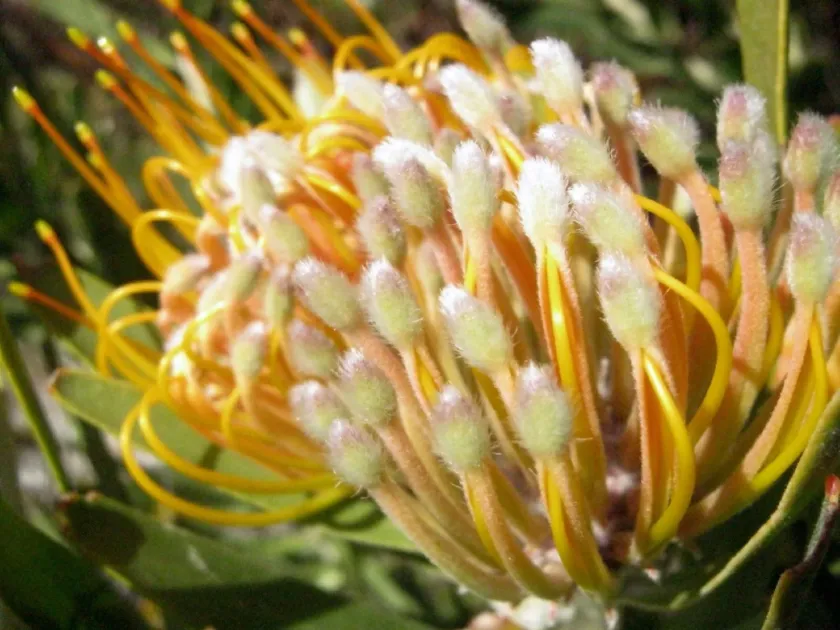 Leucospermum hybrid