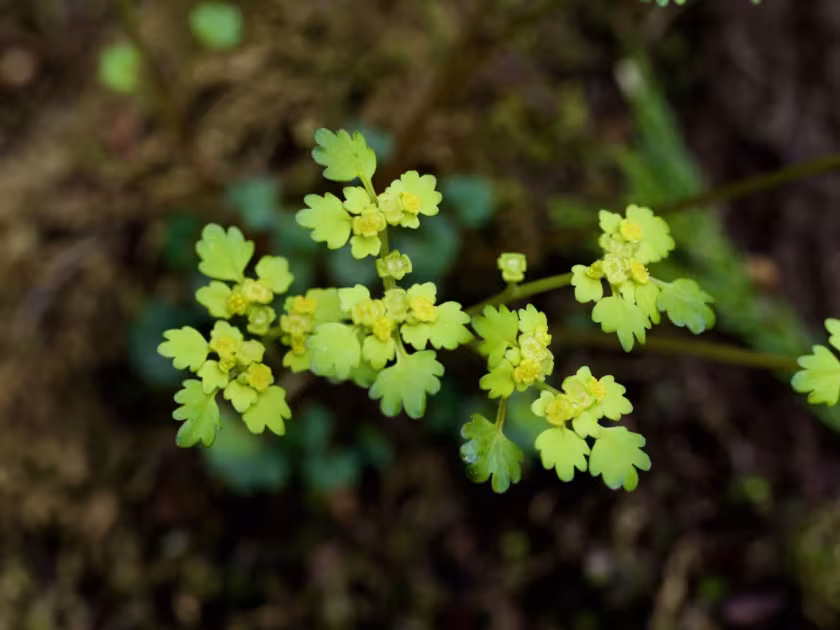 Golden Saxifrage
