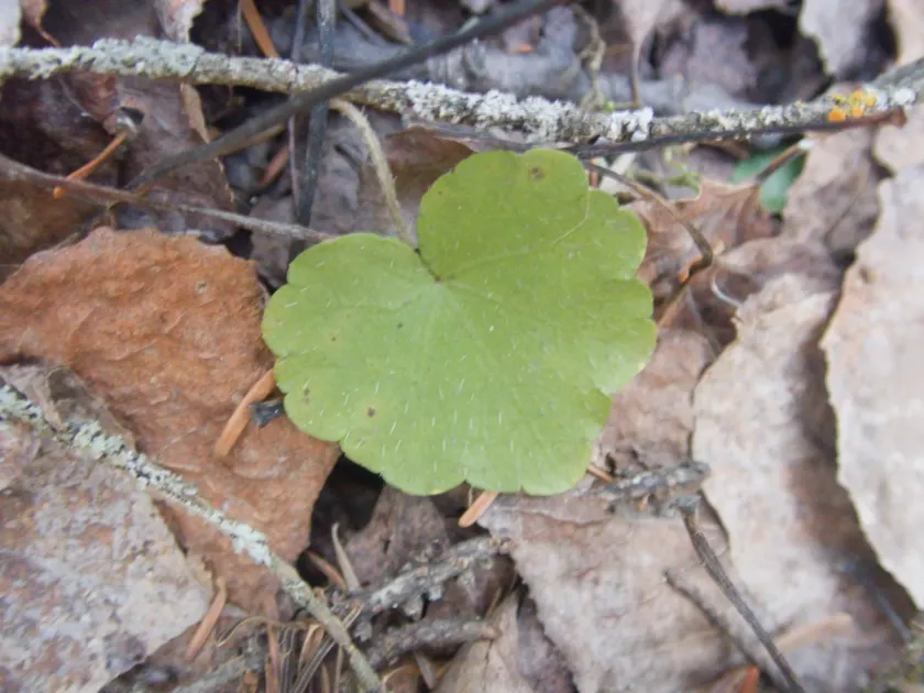Naked miterwort