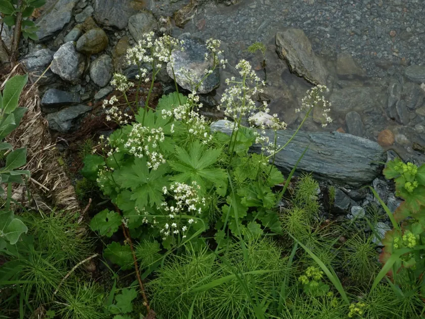 Nelson's saxifrage