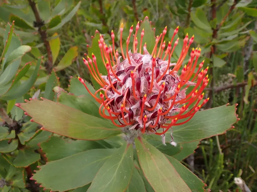 Leucospermum glabrum x tottum