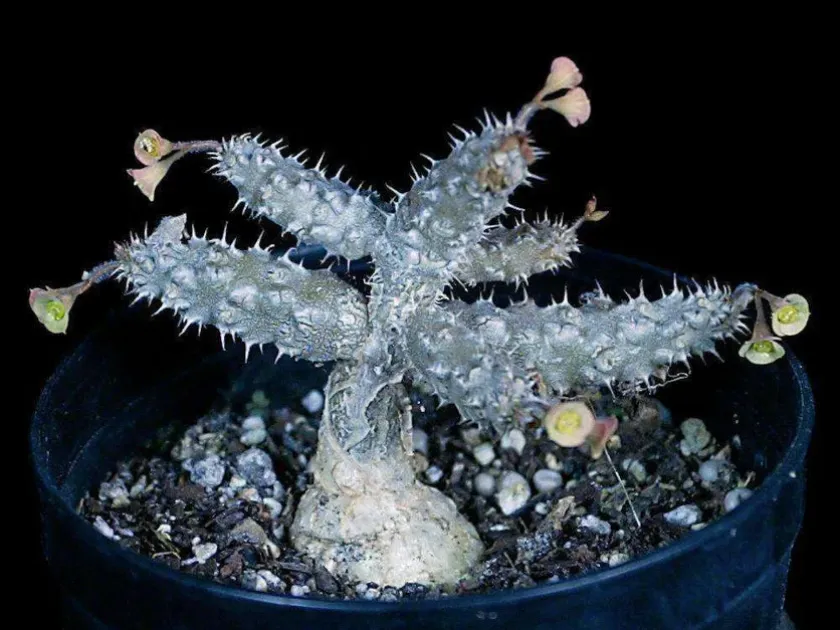 Euphorbia razafindratsirae