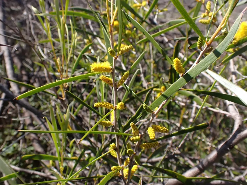Raspberry jam wattle