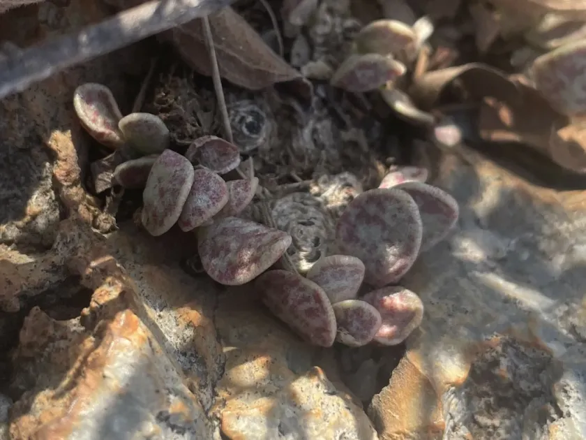 Adromischus umbraticola
