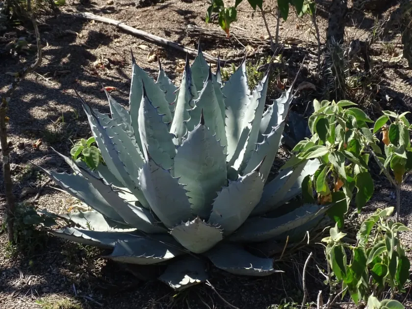 Agave applanata