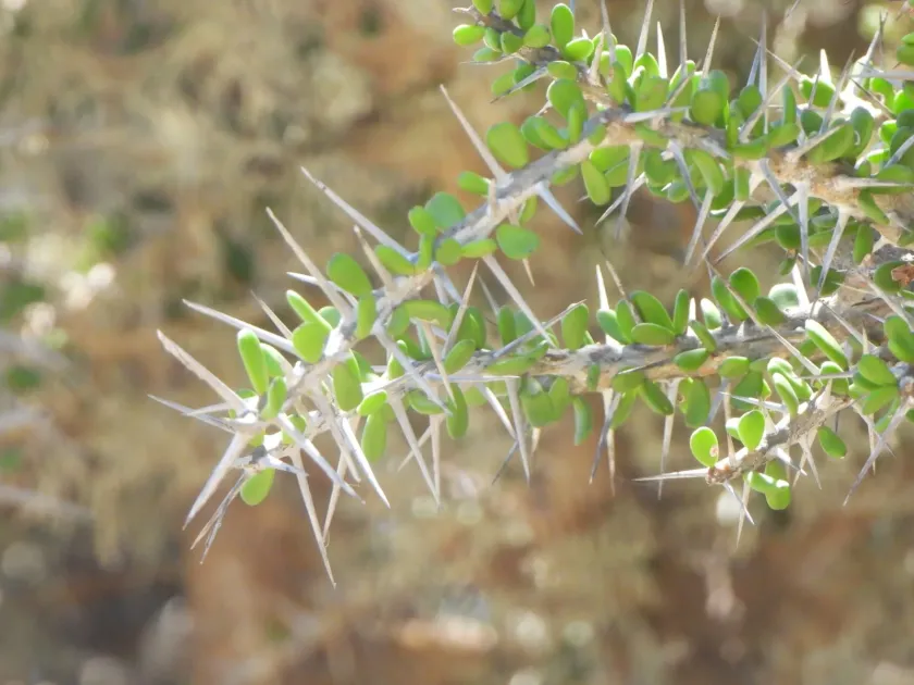 Alluaudia comosa