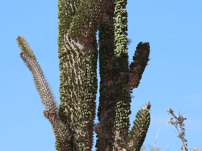 Alluaudia montagnacii