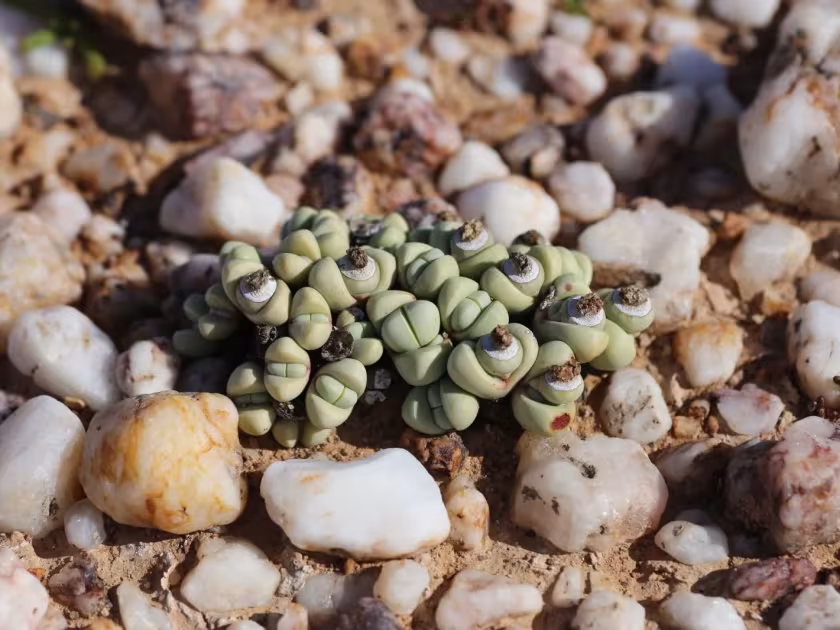 Argyroderma framesii