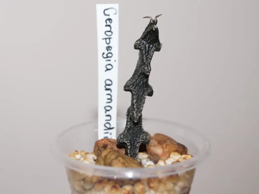 Ceropegia armandii