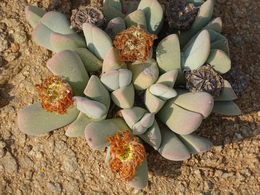 Cheiridopsis brownii