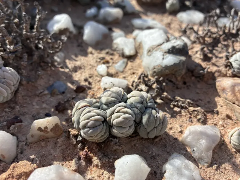 Crassula alstonii