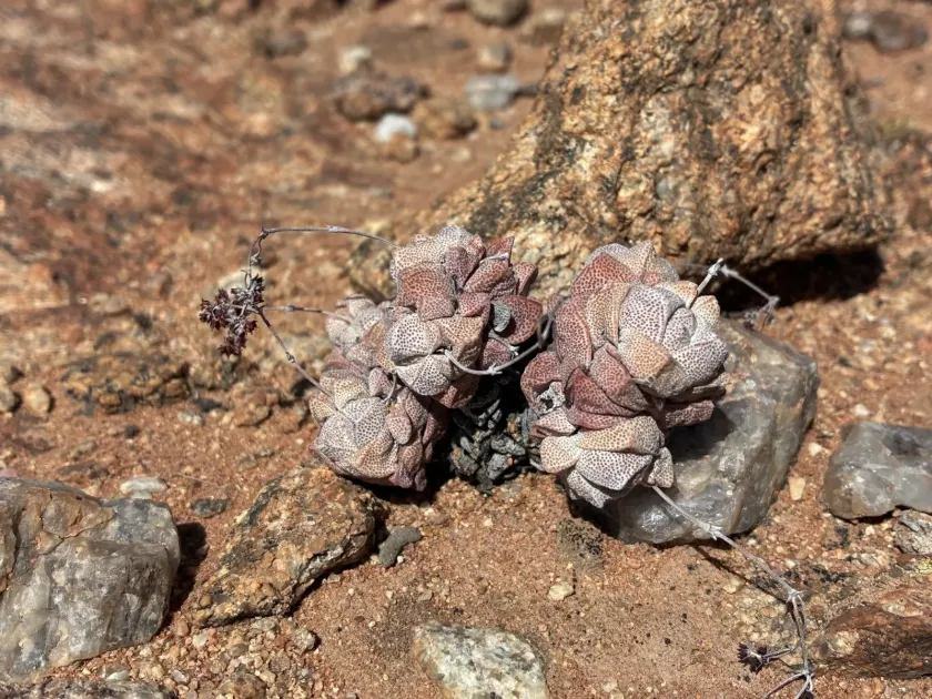 Crassula deceptor