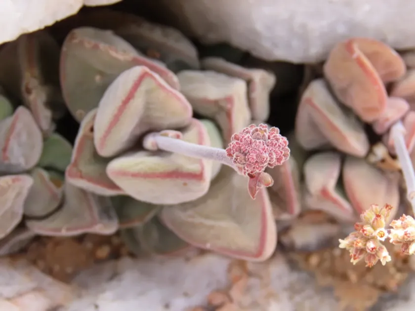 Crassula sericea