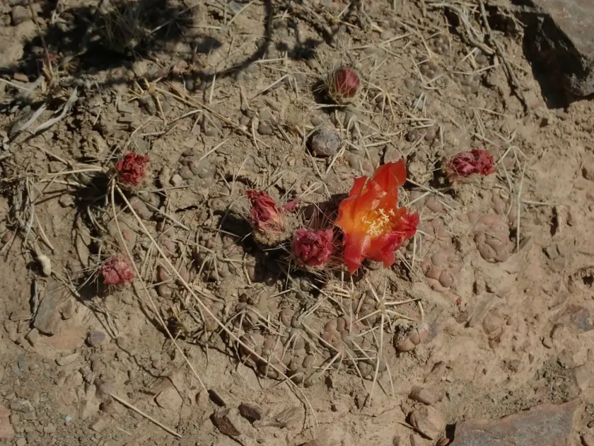 Cumulopuntia rossiana