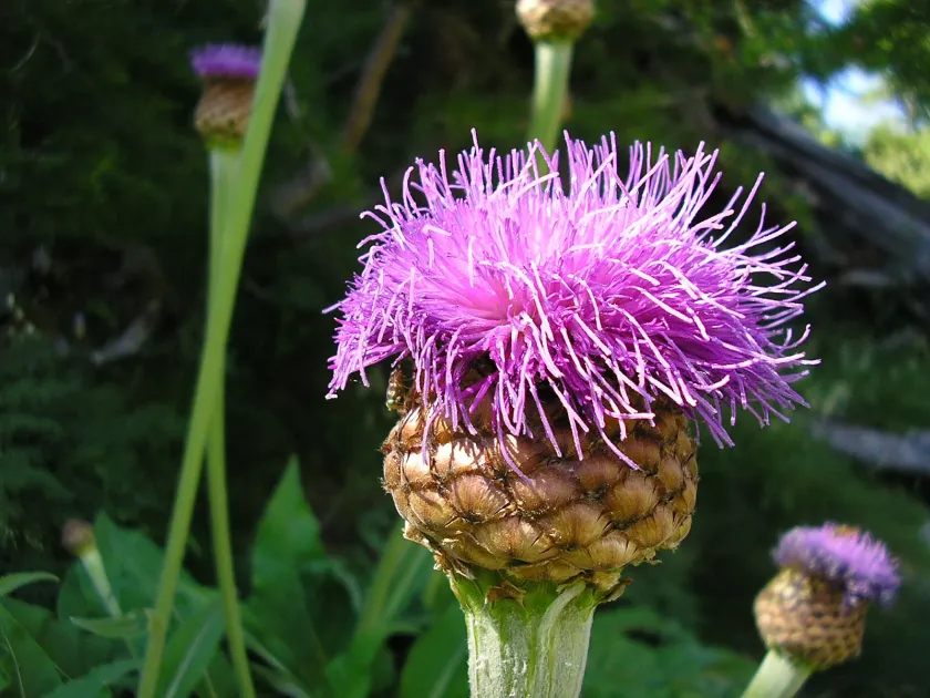Leuzea rhapontica