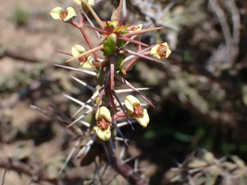 Euphorbia beharensis