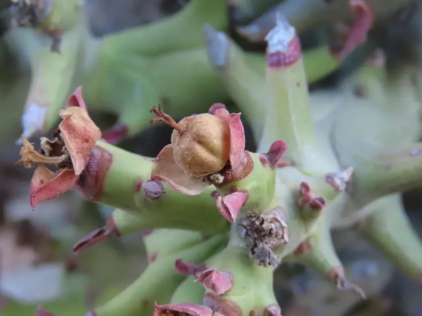 Hooked Euphorbia