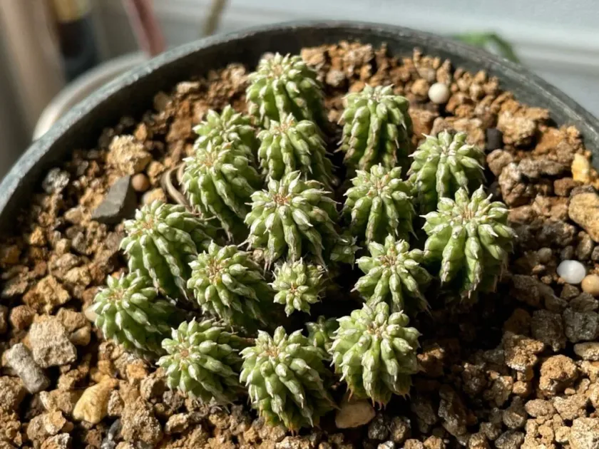 Euphorbia sepulta