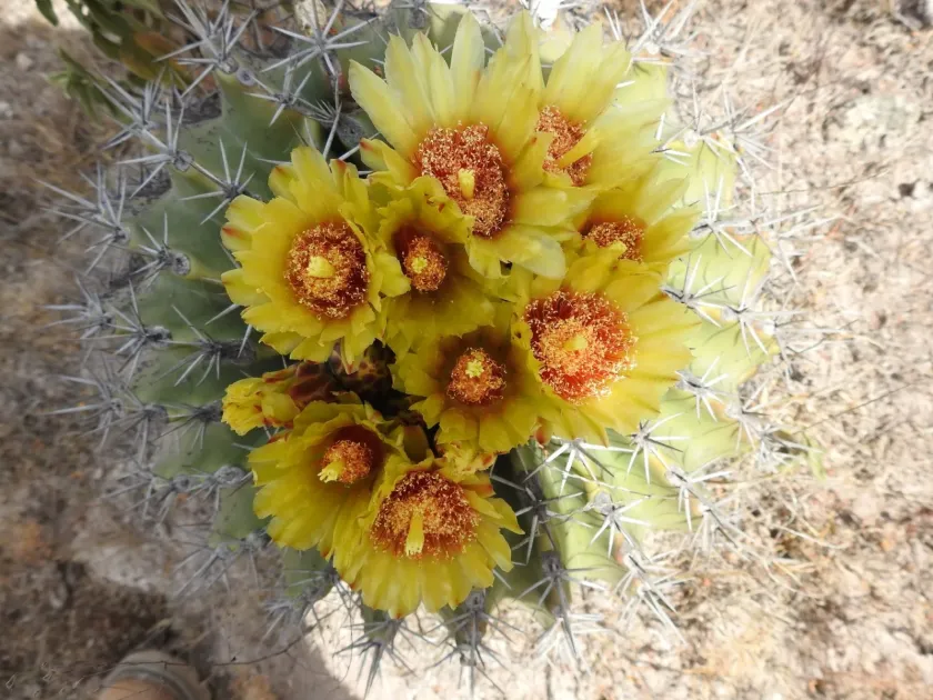 Ferocactus pottsii