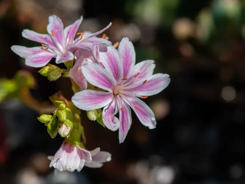 Lewisia cotyledon