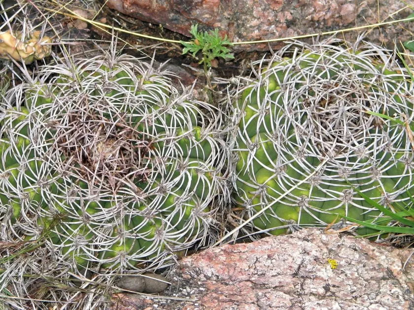 Gymnocalycium castellanosii