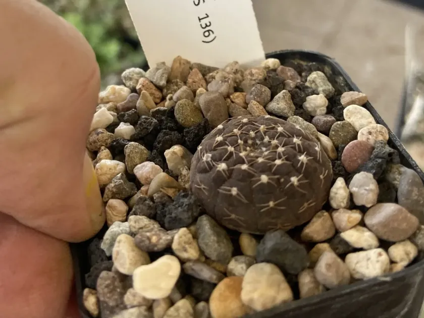 Gymnocalycium ragonesei