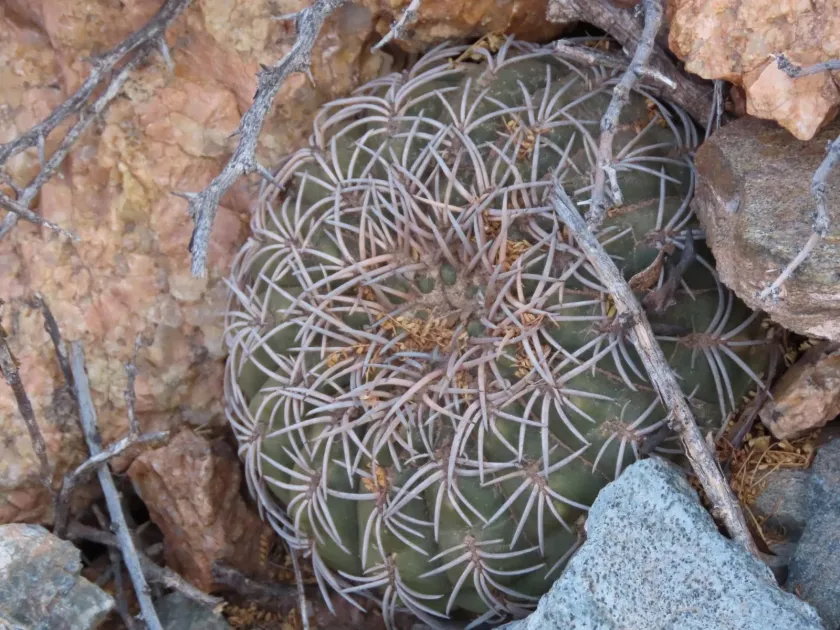 Gymnocalycium spegazzinii