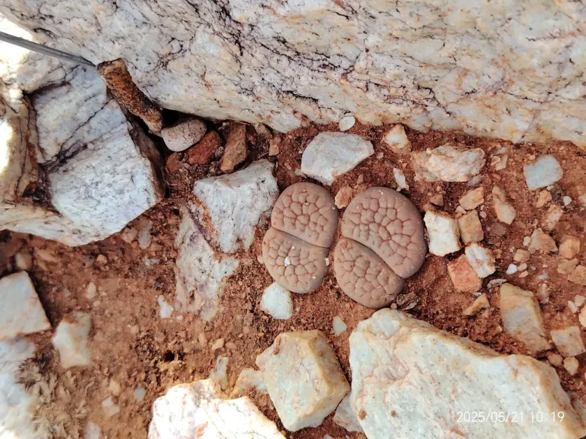Lithops hookeri