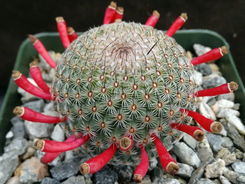 Mammillaria huitzilopochtli