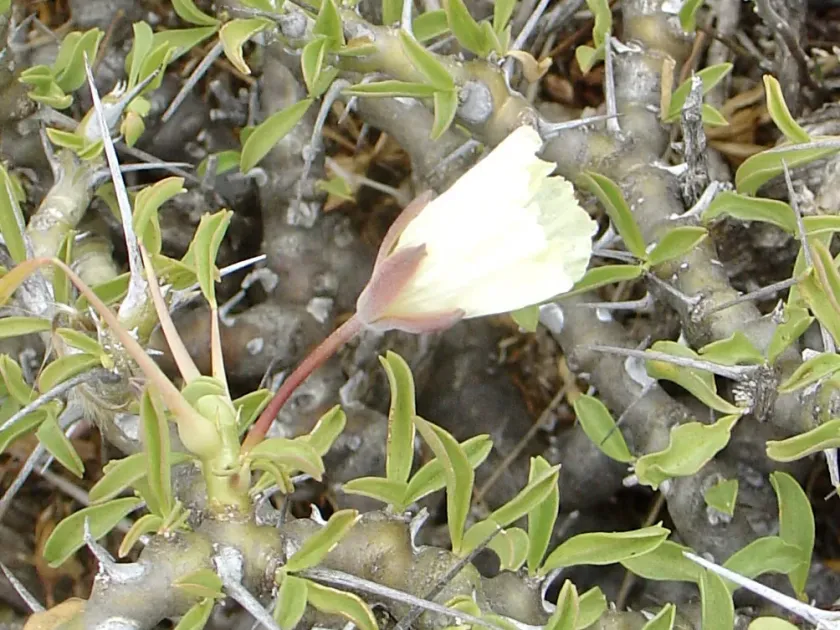 Monsonia camdeboensis