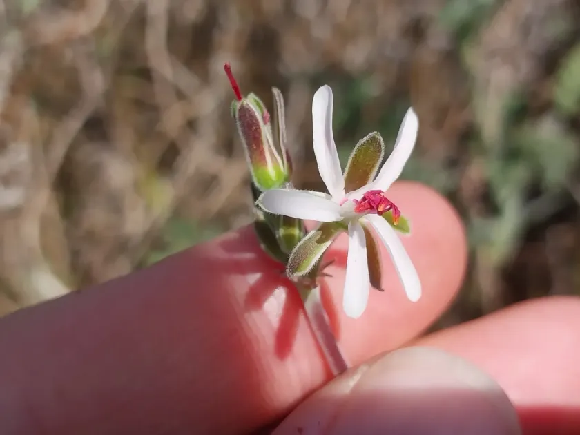Fleshy Pelargonium