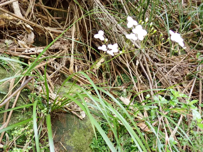 Libertia grandiflora