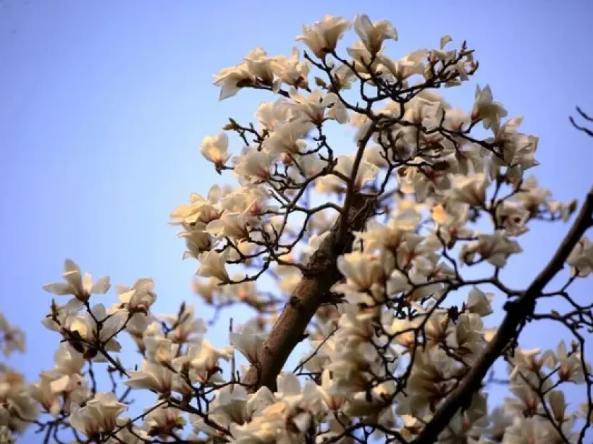 Magnolia splendens