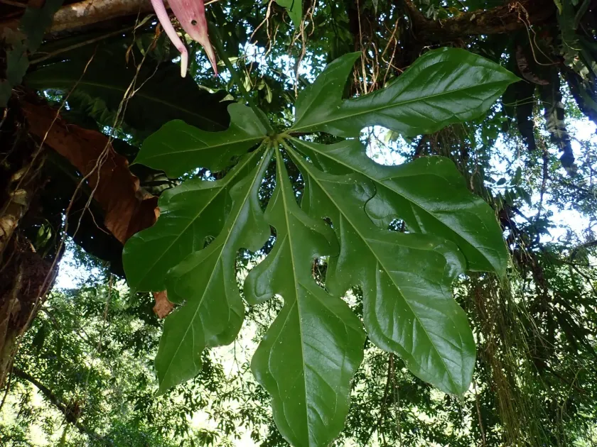 Anthurium clavigerum