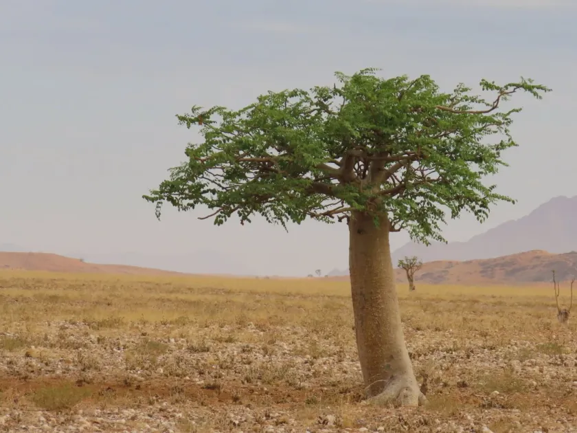 Moringa ovalifolia