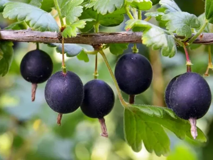 Currant hybrids