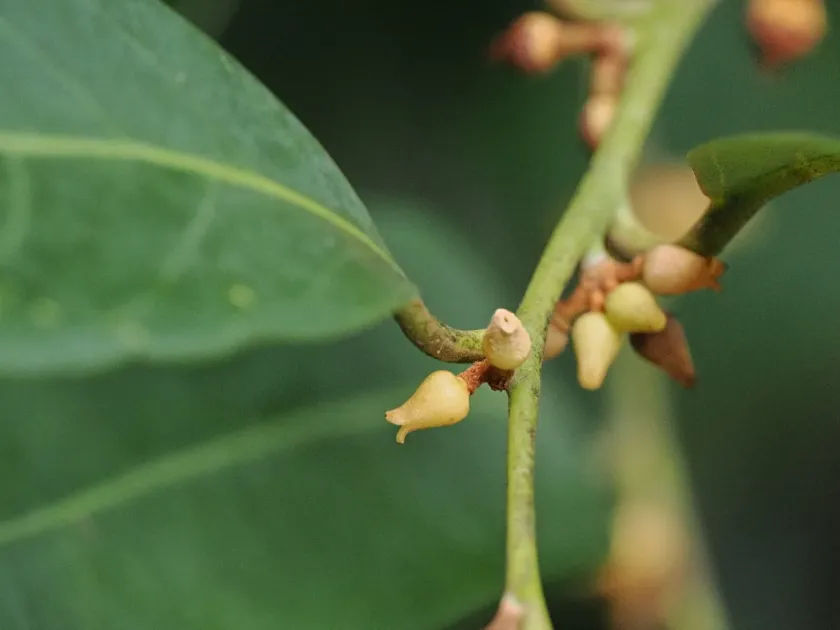 Myristica insipida