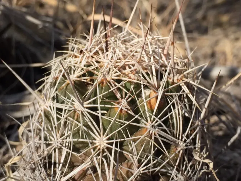 Coryphantha nickelsiae