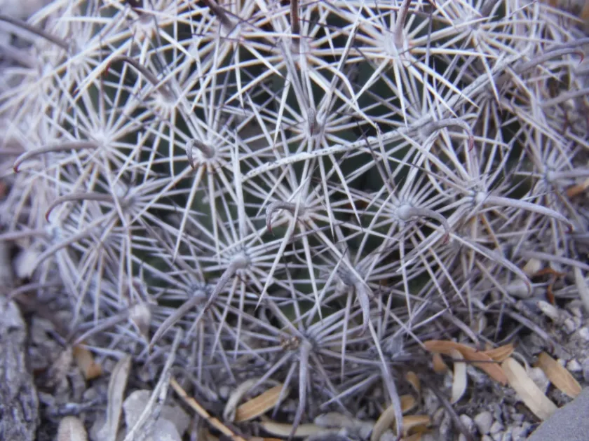 Coryphantha delicata