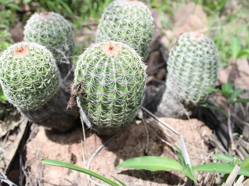 Echinocereus pamanesiorum