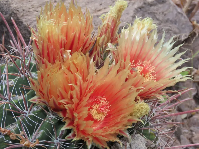 Ferocactus peninsulae