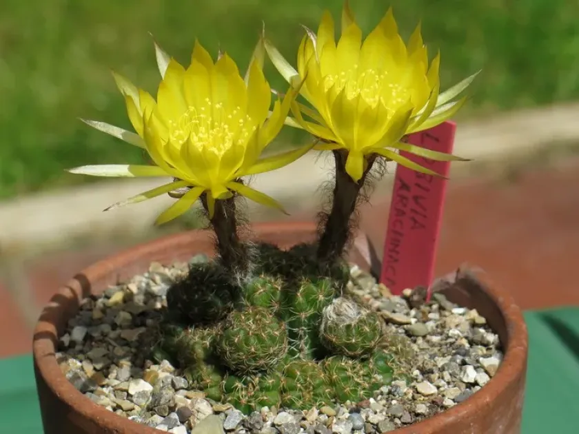 Lobivia arachnacantha
