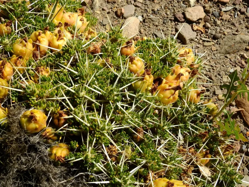 Maihuenia patagonica