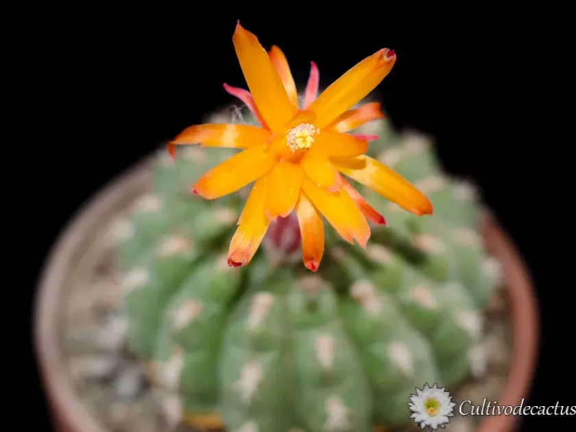 Matucana huagalensis