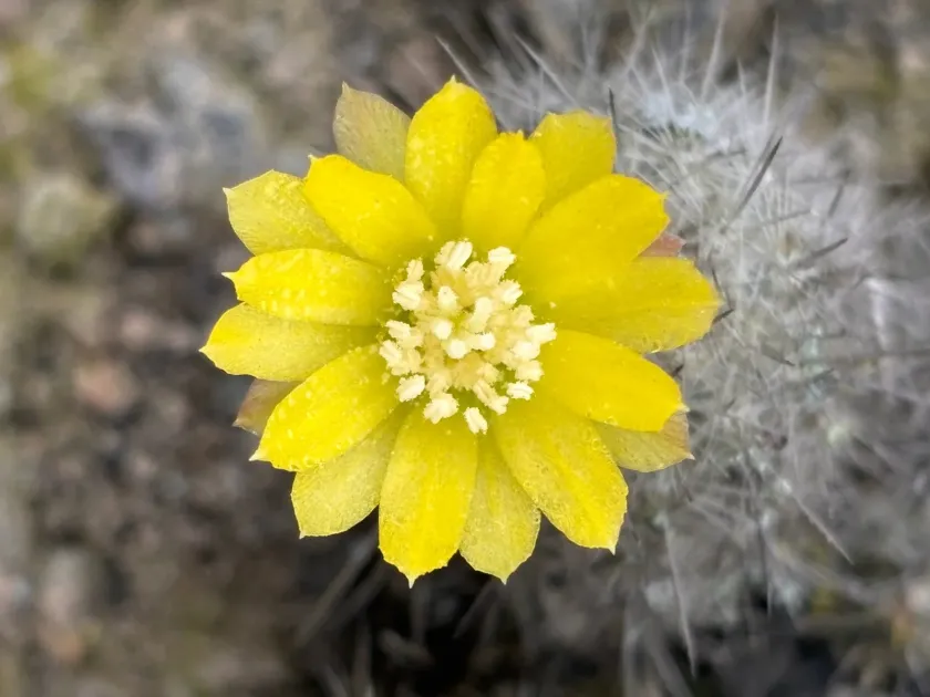 Mila caespitosa